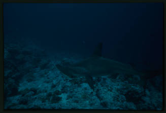 Hammerhead shark swimming above seafloor