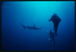 Two divers with cameras pointed at hammerhead shark