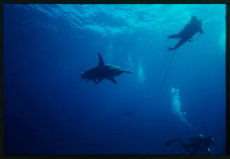 Two divers with cameras and hammerhead shark near surface of water