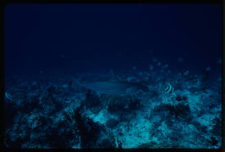 Hammerhead shark swimming along seafloor