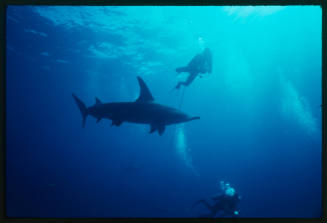 Two divers and a hammerhead shark