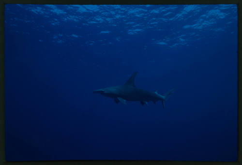 Hammerhead shark