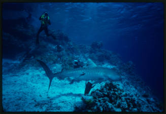 Two divers with cameras pointed to tiger shark and two other divers