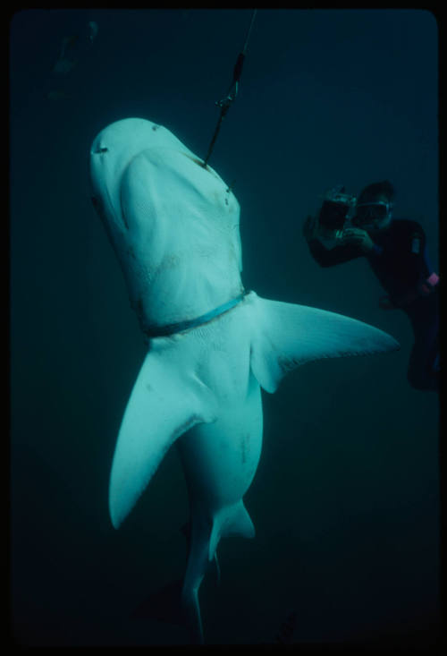 Underside of a tiger shark with a metal ring around neck