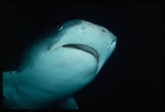 Close up of head of tiger shark