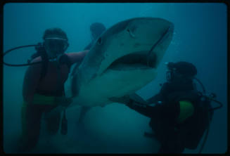 Three divers and a tiger shark