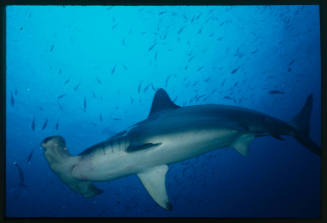 Hammerhead shark swimming close above camera