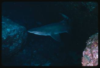 Grey nurse shark amongst large rocks