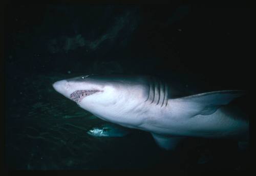 Grey nurse shark from below