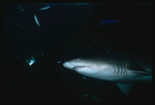 Grey nurse shark amongst small fish