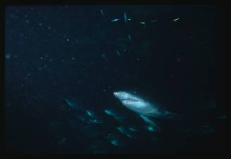 Grey nurse shark amongst schools of fish