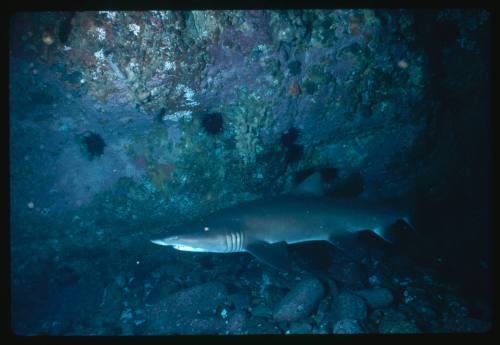 Grey nurse shark swimming along a rock wall