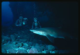 Valerie Taylor scuba diving testing out the chainmail suit (mesh suit) in early experiments using grey nurse sharks