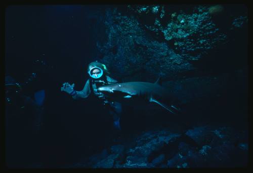 Valerie Taylor scuba diving testing out the chainmail suit (mesh suit) in early experiments using grey nurse sharks