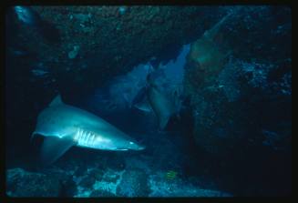 Scuba diver testing out the chainmail suit (mesh suit) in early experiments using grey nurse sharks