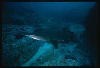 Grey nurse sharks near sea floor