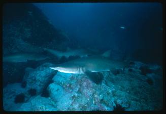 Grey nurse sharks near rocky surfaces