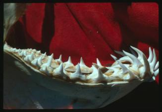 Jaw of a grey nurse shark