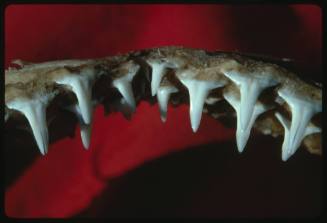 Close up on jaw of grey nurse shark