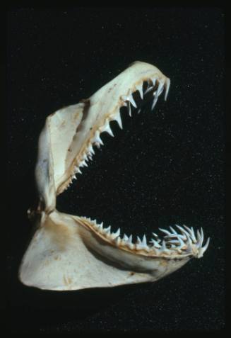 Jaws of a grey nurse shark