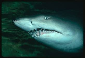 Close up on head of grey nurse shark