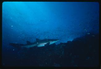 Grey nurse shark amongst schools of fish