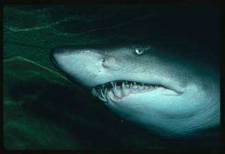 Close up on head of grey nurse shark