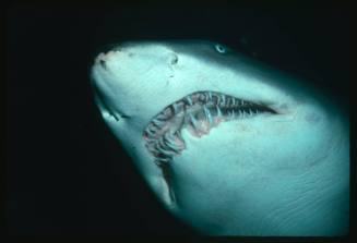 Close up on mouth of grey nurse shark