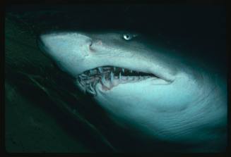 A close view of the head of a Grey Nurse Shark