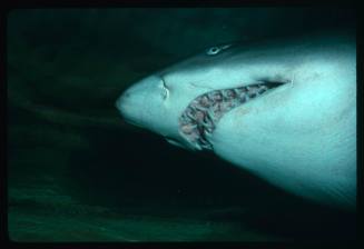 A close view of the underside of the head of a Grey Nurse Shark