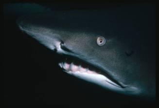 A close view of the head of a Grey Nurse Shark