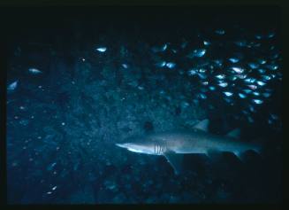 A Grey Nurse Shark swimming below a school of fish