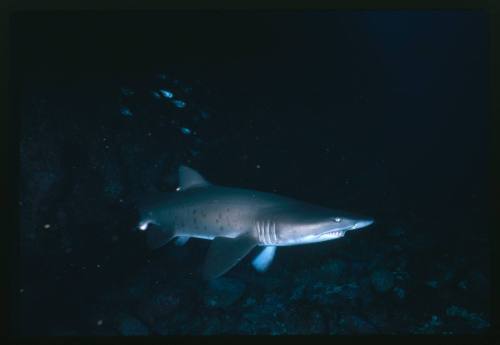 A Grey Nurse Shark swimming in a cave in Seal Rocks, New South Wales, Australia