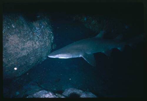 A Grey Nurse Shark swimming in a cave