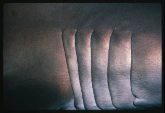 A close detailed view of the gills of a Grey Nurse Shark