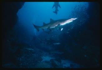 A diver swimming with Grey Nurse Sharks in a cave