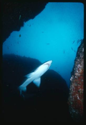 A Grey Nurse Shark swimming in a cave in Seal Rocks, New South Wales, Australia