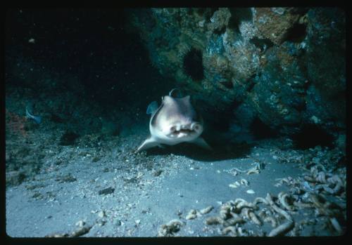 Port Jackson Shark