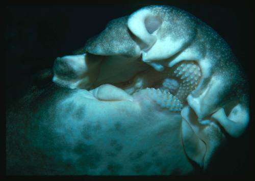 The head of a Port Jackson Shark