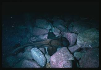 A Port Jackson Shark lying on top of rocks