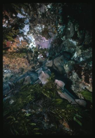 Three Port Jackson Sharks lying close together amongst rocks