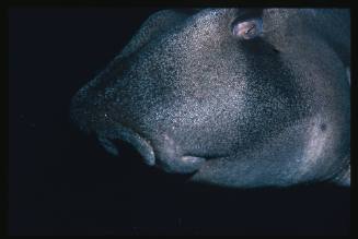 Head of a Port Jackson Shark