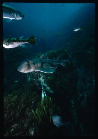 Port Jackson Shark