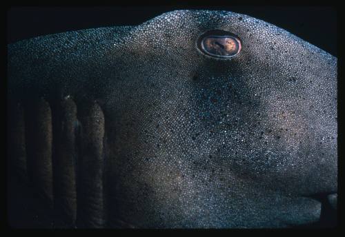 Head and gills of a Port Jackson Shark