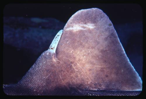 Dorsal fin of a Port Jackson Shark