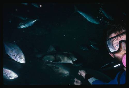 A diver swimming with a Port Jackson Shark