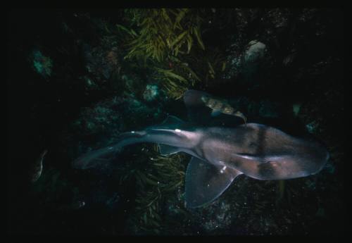 Port Jackson Shark