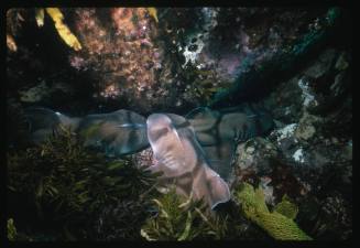 Three Port Jackson Sharks