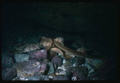 A Port Jackson Shark and Wobbegong Shark