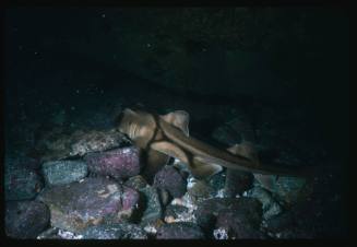 A Port Jackson Shark and Wobbegong Shark lying next to each other on a bed of rocks
